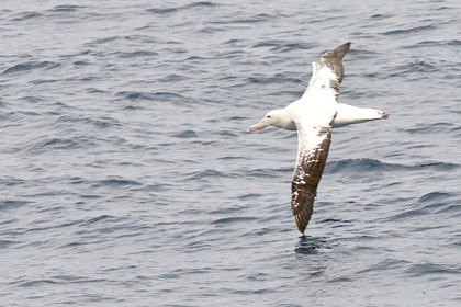 Royal Albatross Photo @ Kiwifoto.com