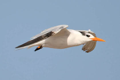 Royal Tern Photo @ Kiwifoto.com