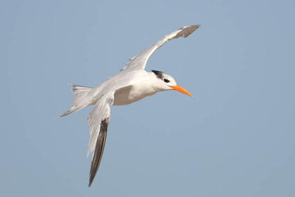 Royal Tern Picture @ Kiwifoto.com