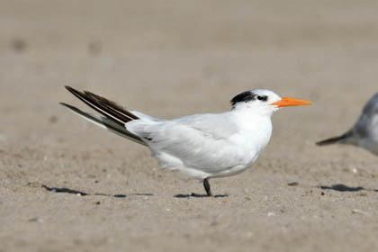 Royal Tern Image @ Kiwifoto.com