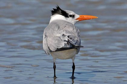 Royal Tern Image @ Kiwifoto.com