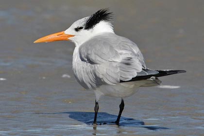 Royal Tern Image @ Kiwifoto.com