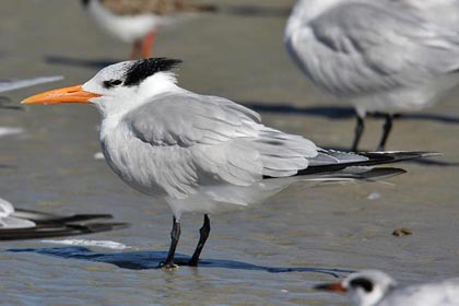 Royal Tern Picture @ Kiwifoto.com