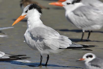 Royal Tern Image @ Kiwifoto.com