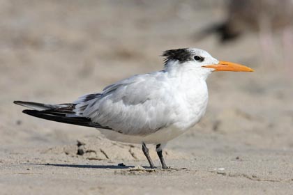 Royal Tern Picture @ Kiwifoto.com