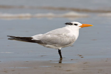 Royal Tern Photo @ Kiwifoto.com