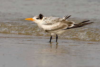 Royal Tern (juvenile)