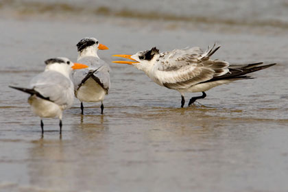 Royal Tern (juvenile)