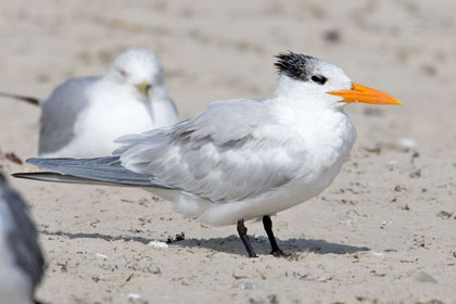 Royal Tern Picture @ Kiwifoto.com