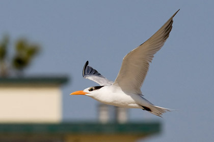 Royal Tern Image @ Kiwifoto.com