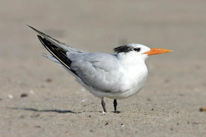 Royal Tern Image @ Kiwifoto.com