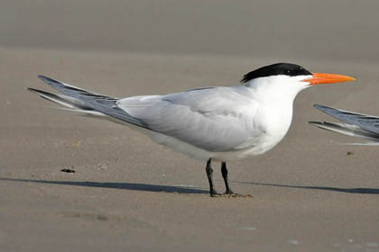 Royal Tern Picture @ Kiwifoto.com