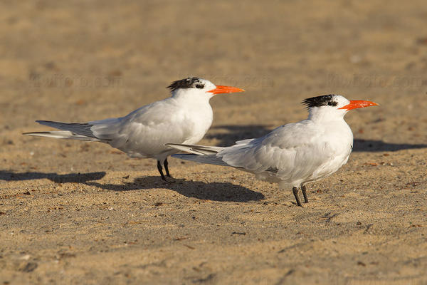 Royal Tern Picture @ Kiwifoto.com