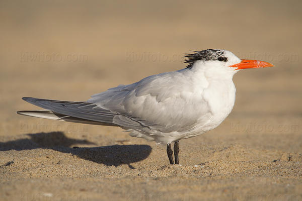Royal Tern Image @ Kiwifoto.com