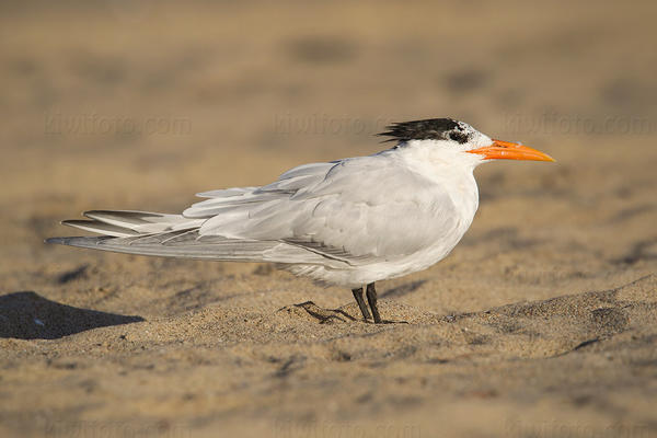 Royal Tern Picture @ Kiwifoto.com