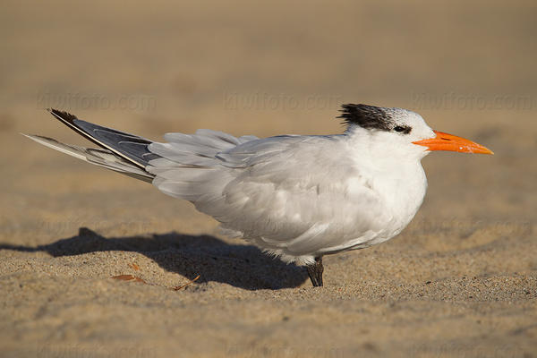 Royal Tern Image @ Kiwifoto.com