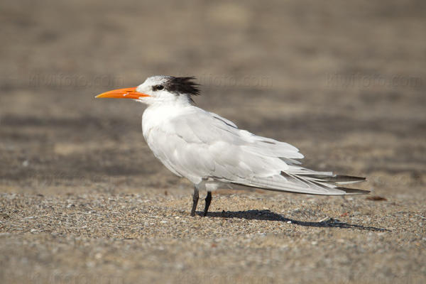 Royal Tern Picture @ Kiwifoto.com