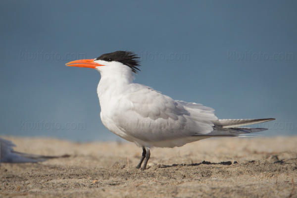Royal Tern Photo @ Kiwifoto.com