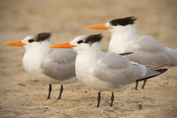 Royal Tern Photo @ Kiwifoto.com