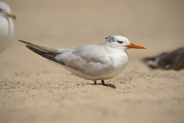 Royal Tern Image @ Kiwifoto.com