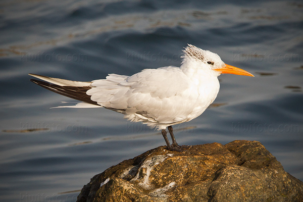 Royal Tern Photo @ Kiwifoto.com