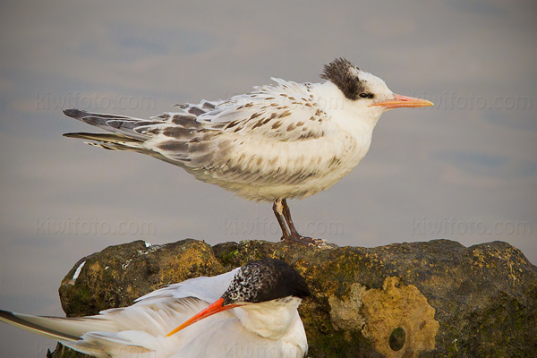 Royal Tern (juvenile)