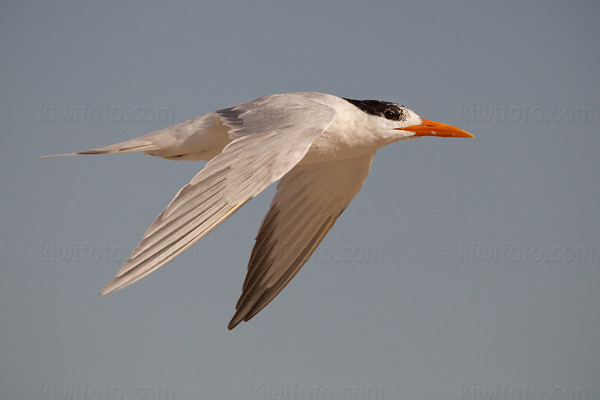 Royal Tern Photo @ Kiwifoto.com