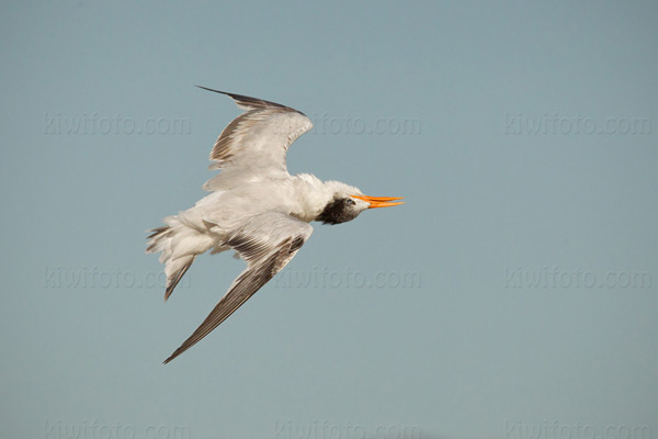 Royal Tern Image @ Kiwifoto.com