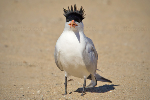 Royal Tern Image @ Kiwifoto.com