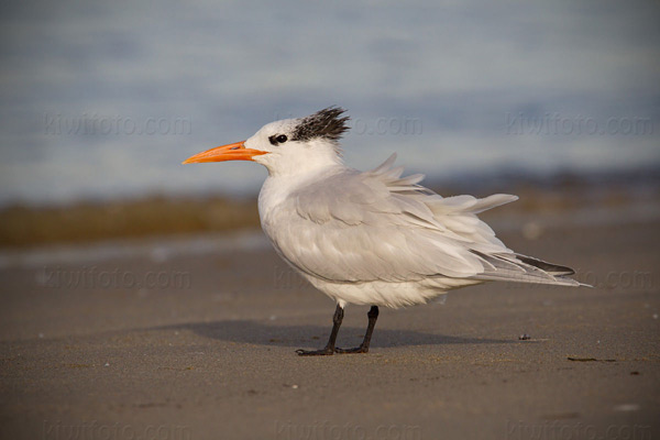 Royal Tern Image @ Kiwifoto.com