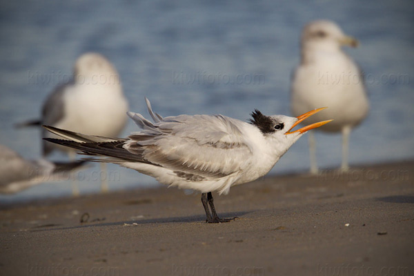 Royal Tern (juvenile)