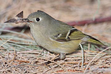 Ruby-crowned Kinglet Picture @ Kiwifoto.com