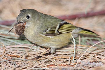 Ruby-crowned Kinglet Picture @ Kiwifoto.com