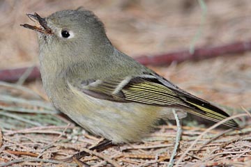 Ruby-crowned Kinglet Image @ Kiwifoto.com