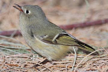 Ruby-crowned Kinglet Image @ Kiwifoto.com