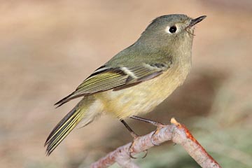 Ruby-crowned Kinglet