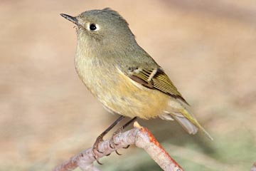 Ruby-crowned Kinglet Picture @ Kiwifoto.com