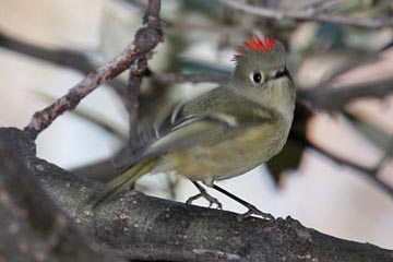 Ruby-crowned Kinglet Image @ Kiwifoto.com