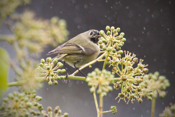 Ruby-crowned Kinglet Picture @ Kiwifoto.com