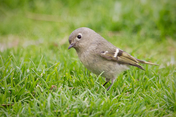 Ruby-crowned Kinglet Photo @ Kiwifoto.com