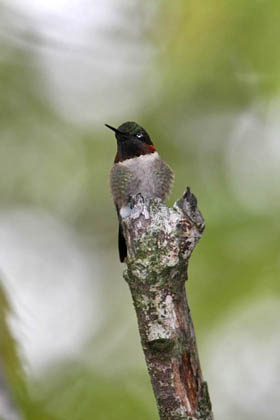 Ruby-throated Hummingbird Image @ Kiwifoto.com