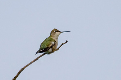 Ruby-throated Hummingbird Image @ Kiwifoto.com