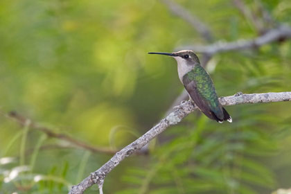 Ruby-throated Hummingbird Picture @ Kiwifoto.com