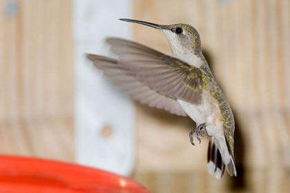 Ruby-throated Hummingbird Photo @ Kiwifoto.com