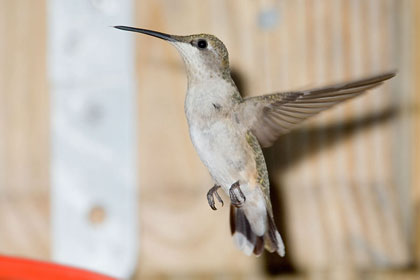 Ruby-throated Hummingbird Picture @ Kiwifoto.com