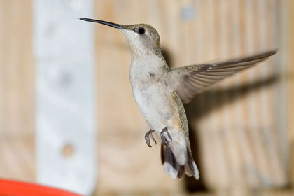 Ruby-throated Hummingbird Photo @ Kiwifoto.com