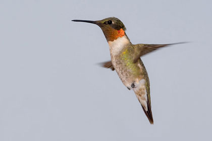 Ruby-throated Hummingbird Image @ Kiwifoto.com