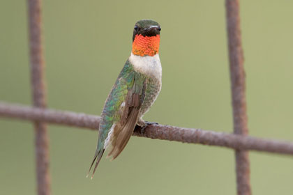 Ruby-throated Hummingbird Image @ Kiwifoto.com