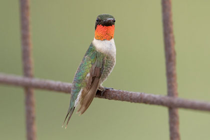 Ruby-throated Hummingbird Picture @ Kiwifoto.com