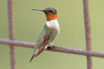 Ruby-throated Hummingbird Photo @ Kiwifoto.com